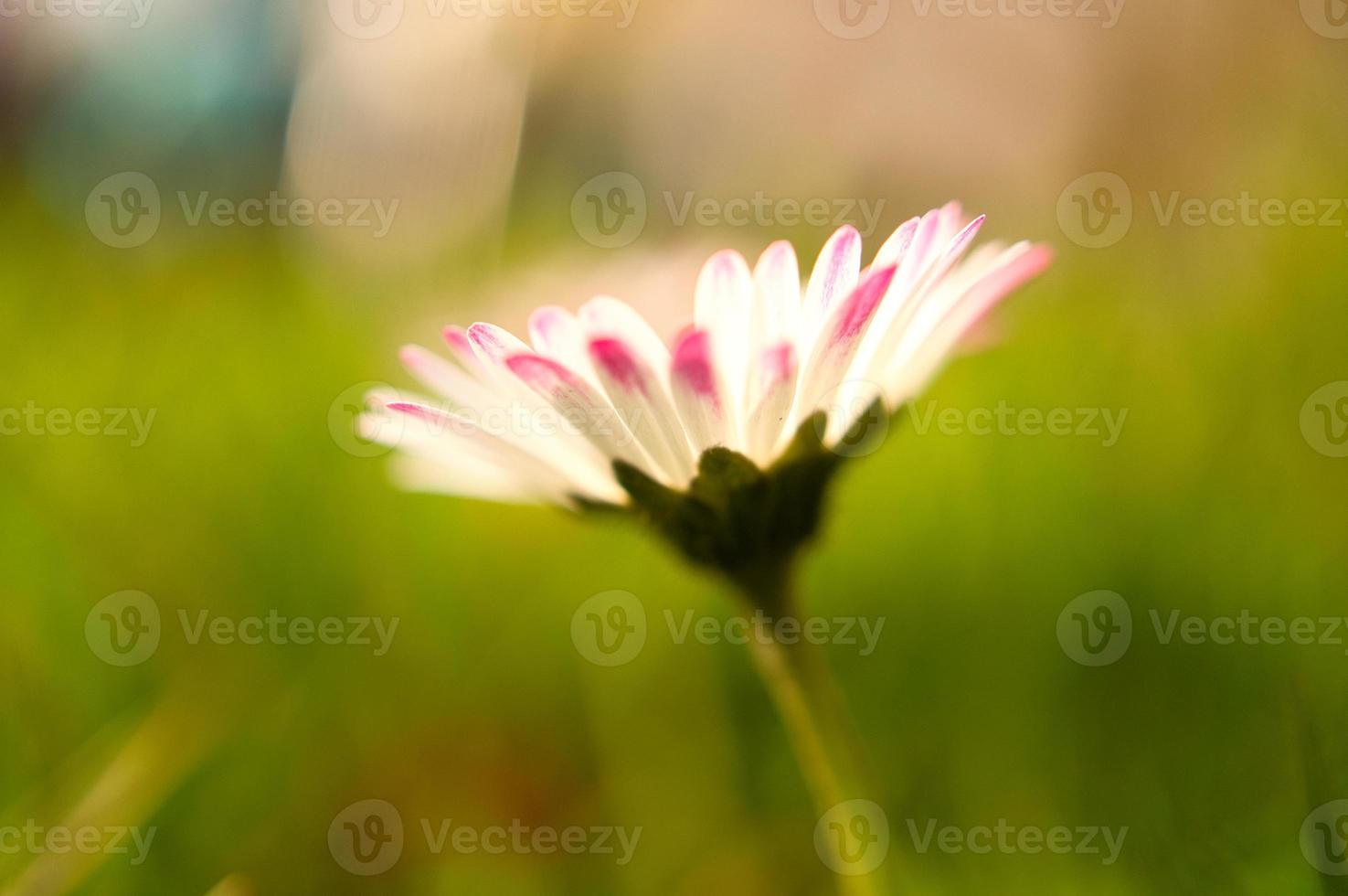 margarida com muito bokeh em um prado. brilhante fora de foco na flor. foto