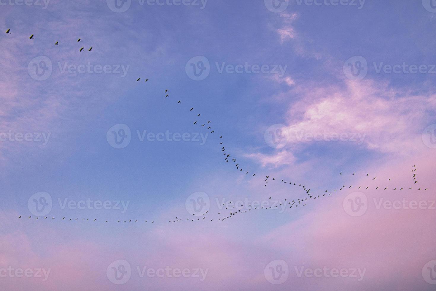 guindastes movendo-se em formação no céu. aves migratórias no darss. foto