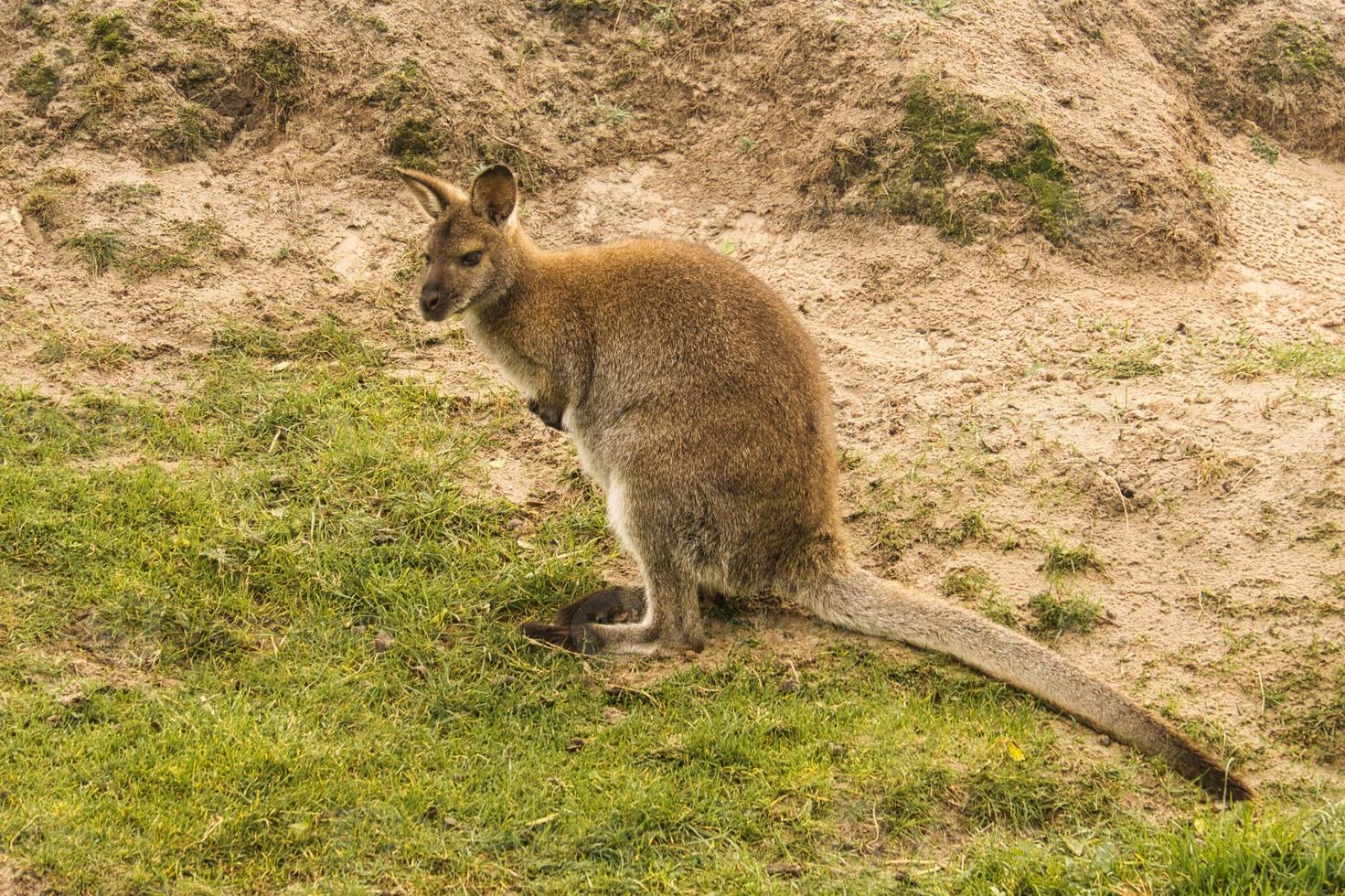 canguru vermelho do zoológico. mamífero da Austrália. interessante observar esses animais. foto