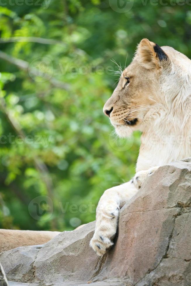 leoa deitada em uma rocha. predador relaxado olhando para longe. foto animal