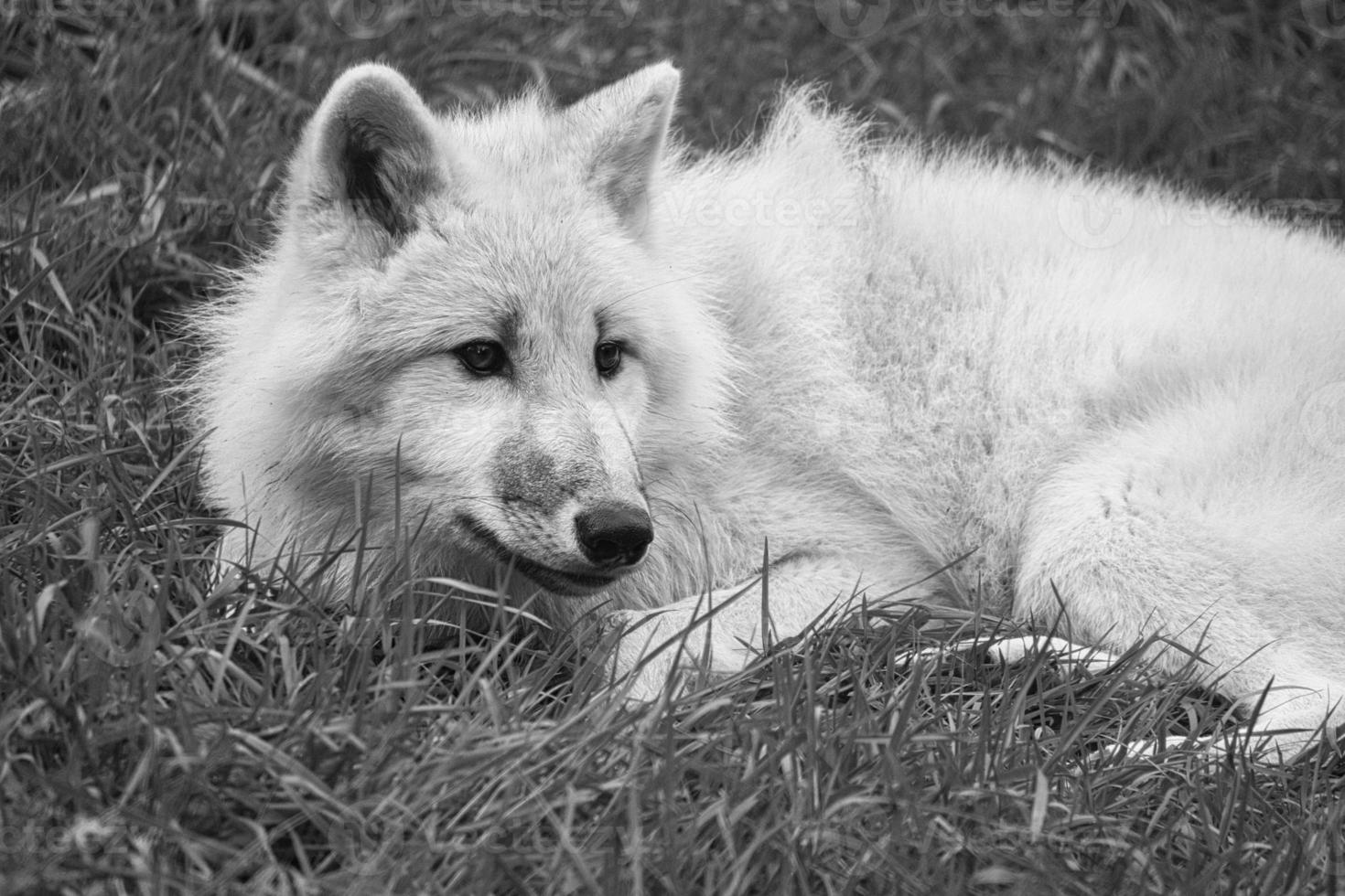 jovem lobo branco, em preto branco tirado no parque do lobo werner freund. foto