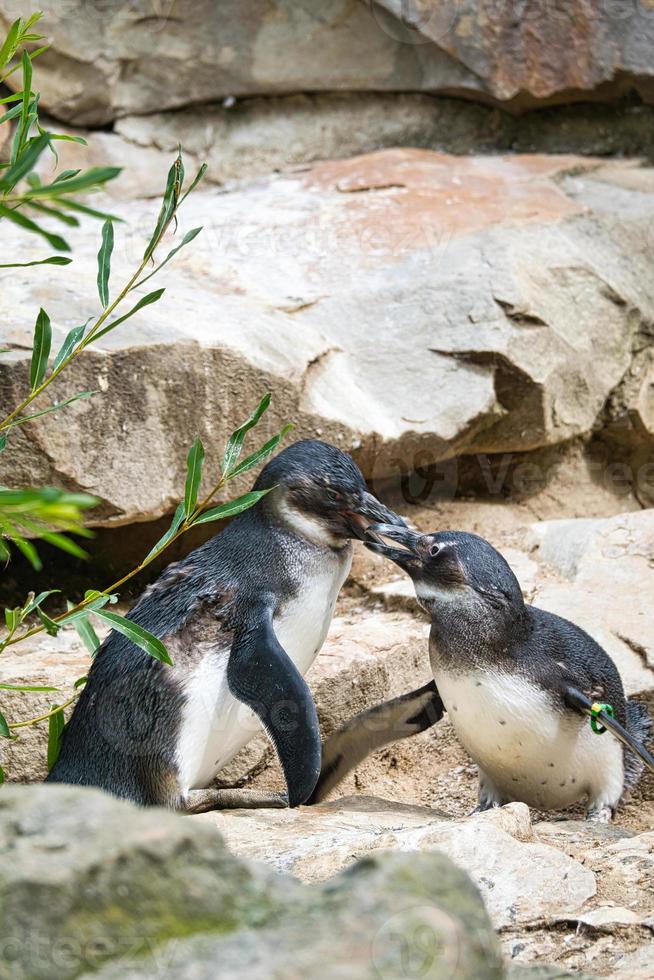 beijando o pinguim. pássaros pretos e brancos como casal em terra. foto de animais de perto.