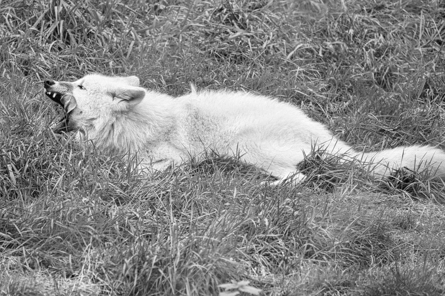 jovem lobo branco, em preto branco tirado no parque do lobo werner freund. foto