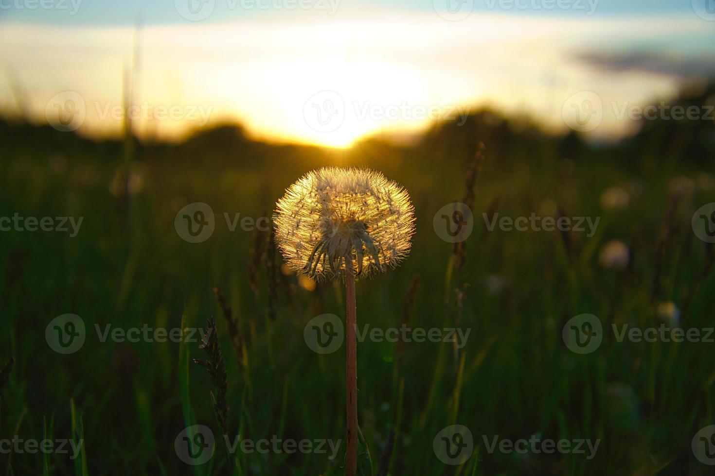 dente de leão por do sol com belo bokeh. à noite tiro da natureza foto