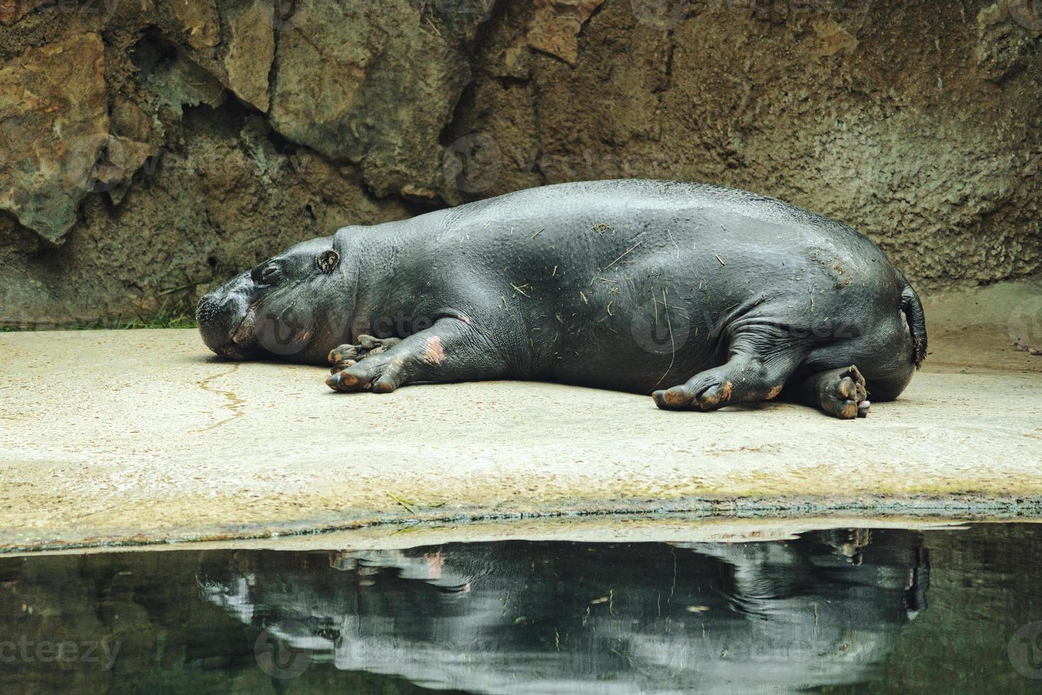 hipopótamo deitado com reflexo na água. o mamífero dorme. pequeno hipopótamo foto