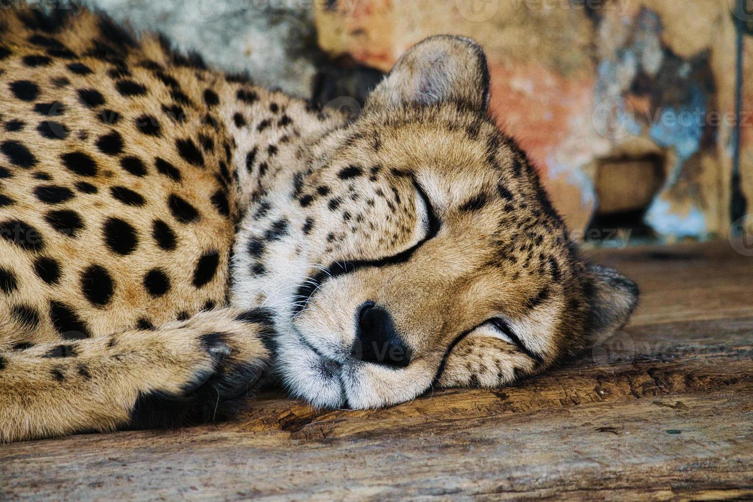 chita dormindo. pele manchada. o grande felino é um predador. mamífero em repouso. caçador foto