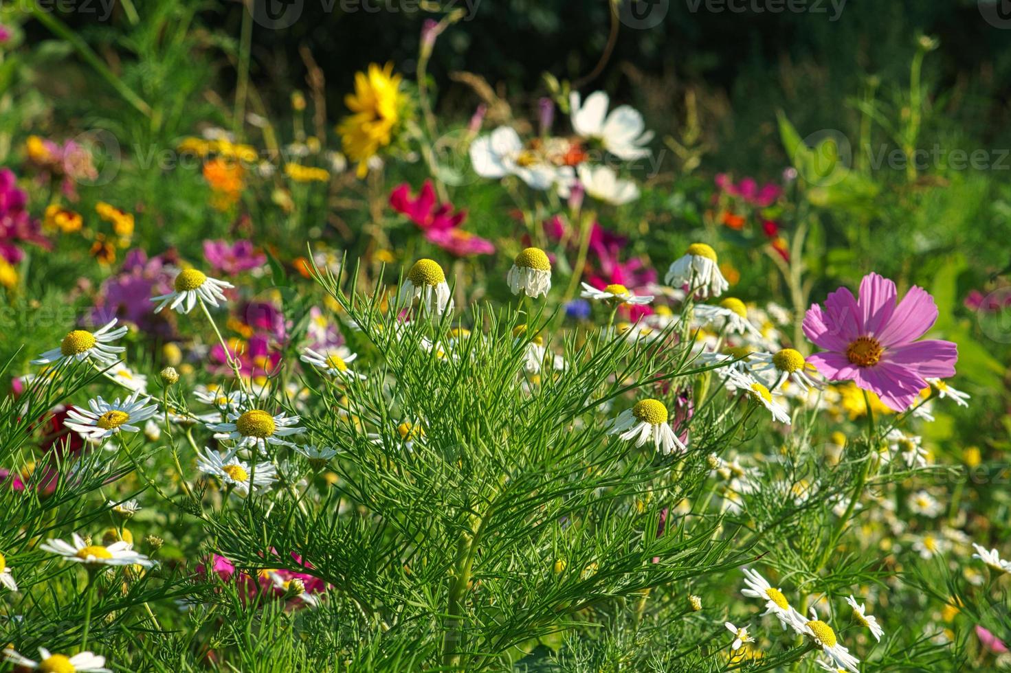prado de flores com flores coloridas diferentes. prado de flores de primavera e verão. foto