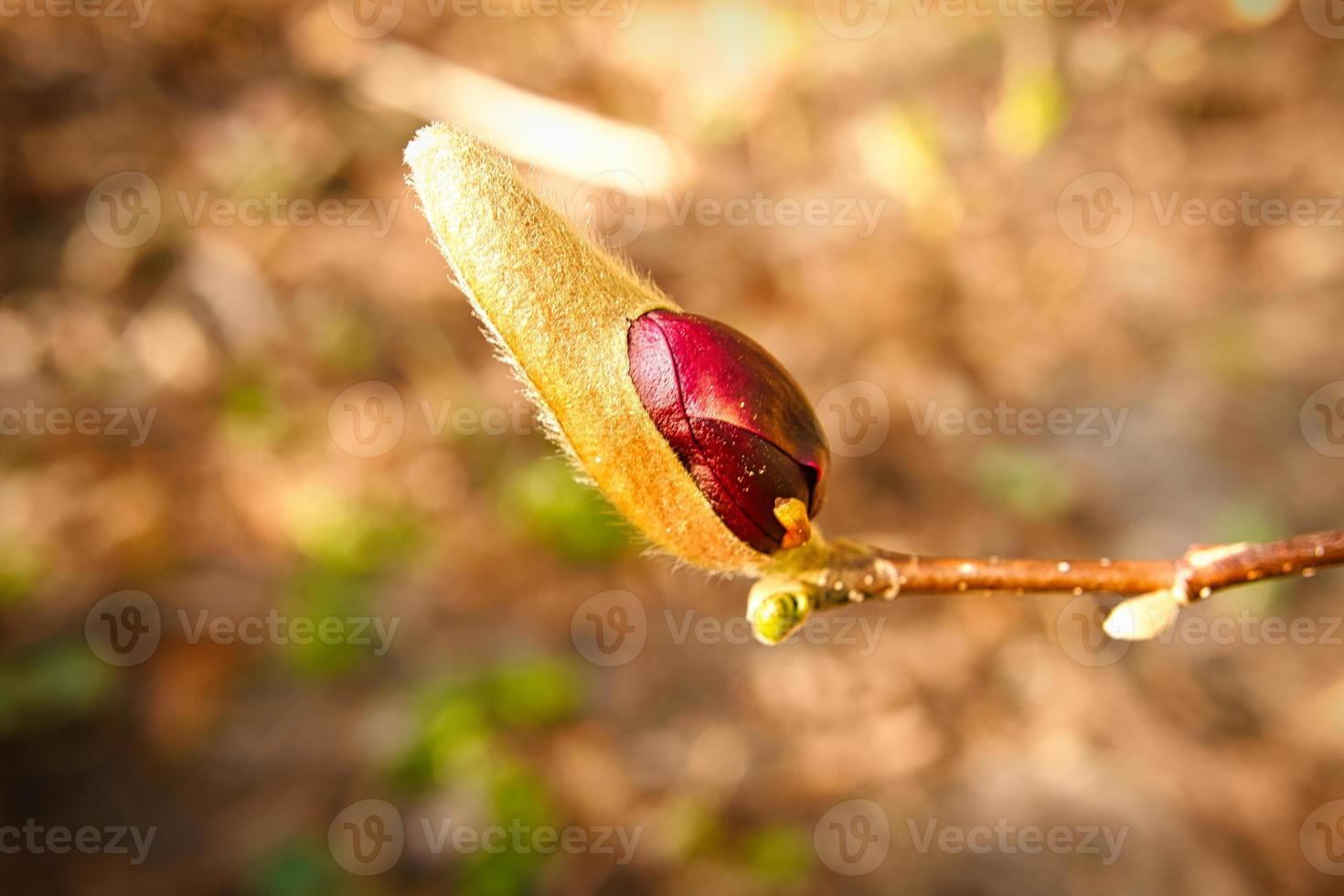 as árvores de magnólia são um verdadeiro esplendor na época de floração. uma natureza atraente foto