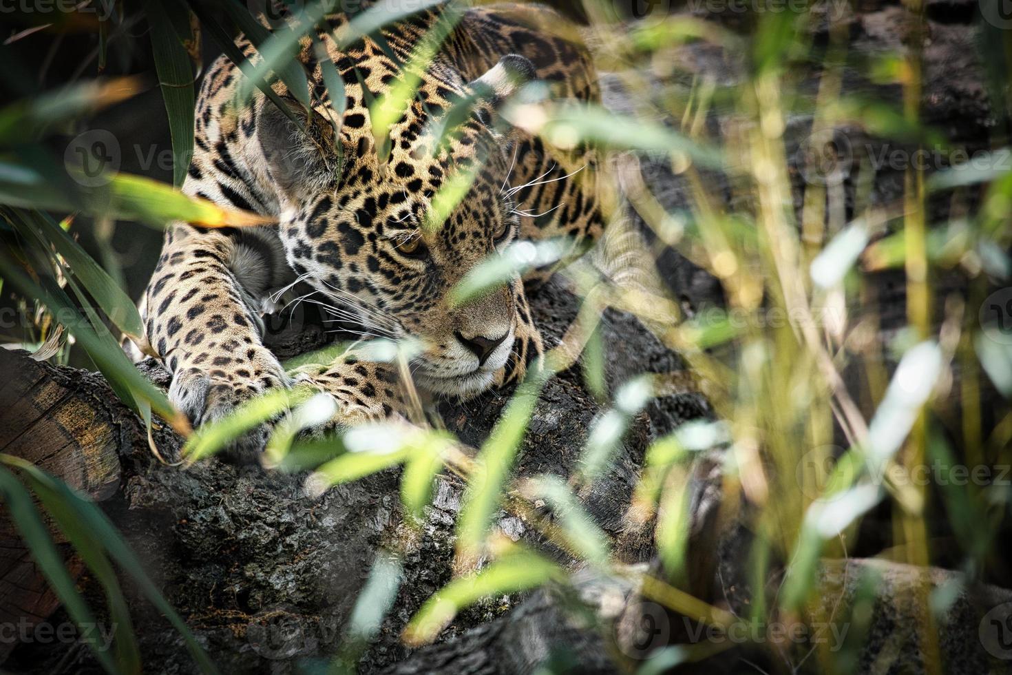 jaguar deitado atrás da grama. pêlo manchado, camuflado à espreita. o grande felino é um predador. foto