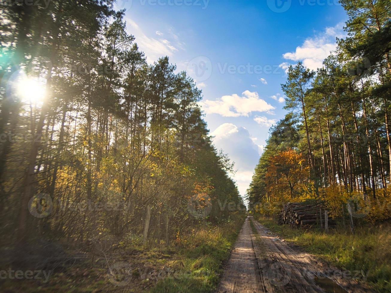 caminho da floresta na charneca de neuruppina. na atmosfera de luz outonal foto