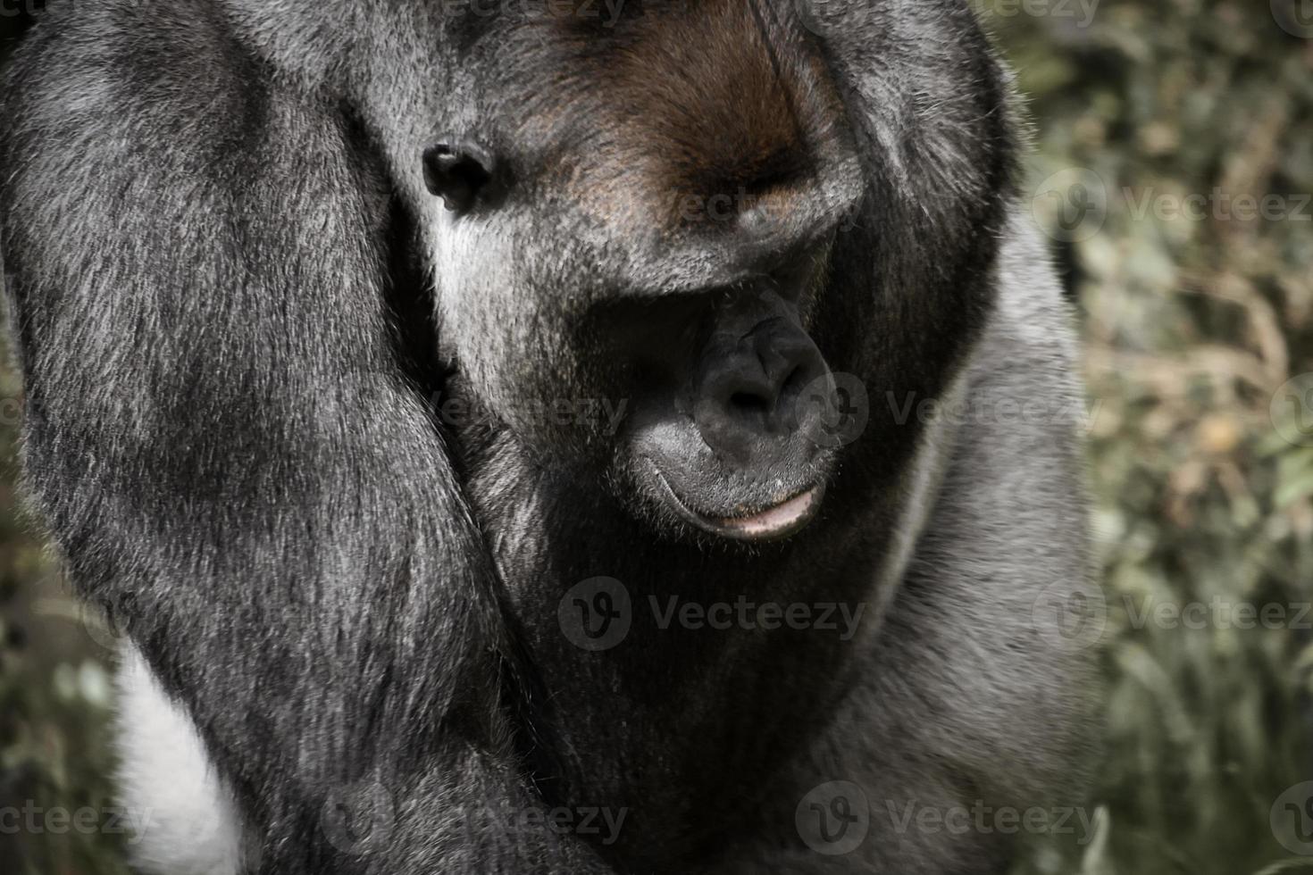 gorila, costas de prata. o macaco grande herbívoro é impressionante e forte. foto