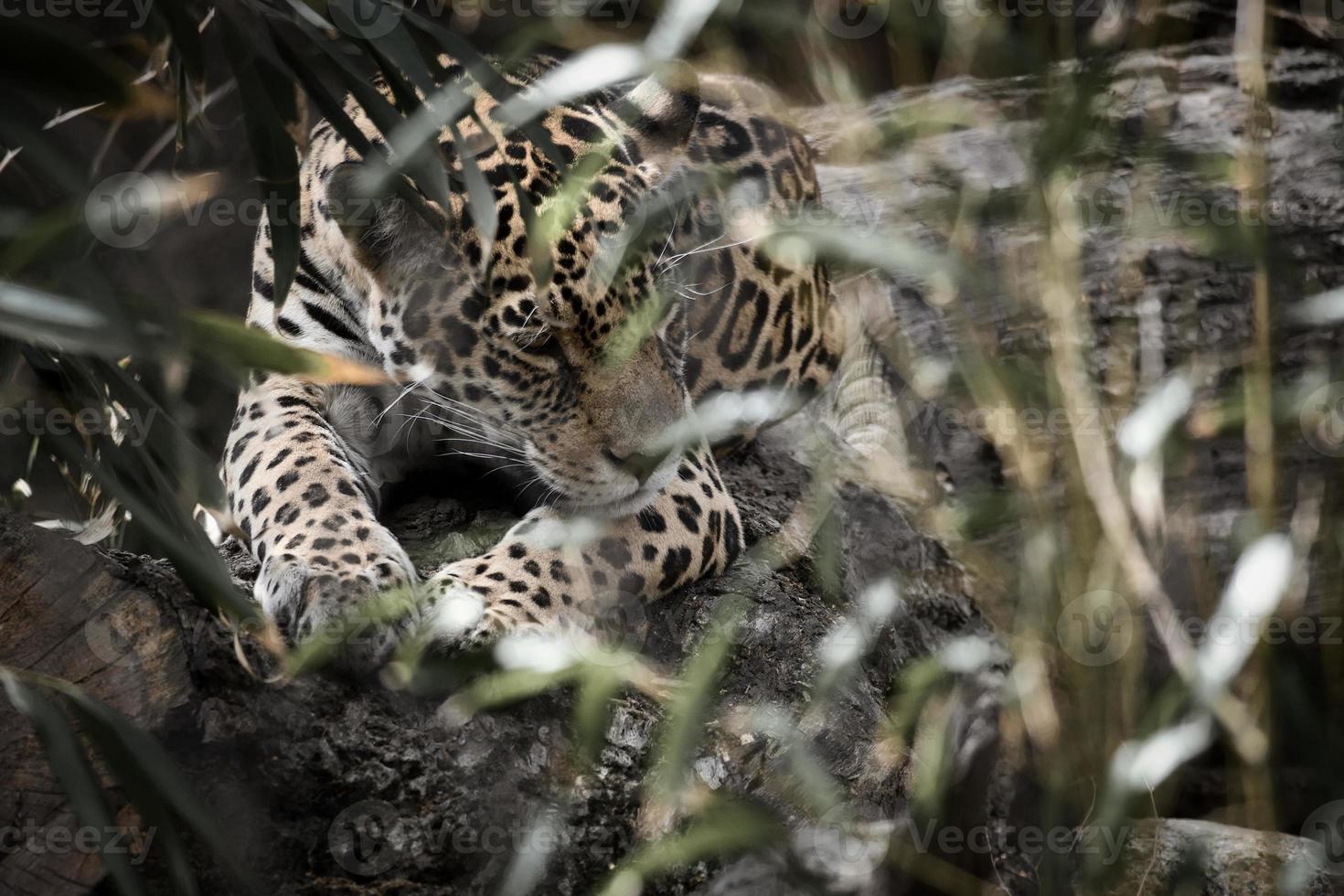 jaguar deitado atrás da grama. pêlo manchado, camuflado à espreita. o grande felino é um predador. foto