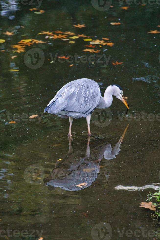 garça cinzenta na água, à espreita de presas. caçador elegante. foto animal de um pássaro