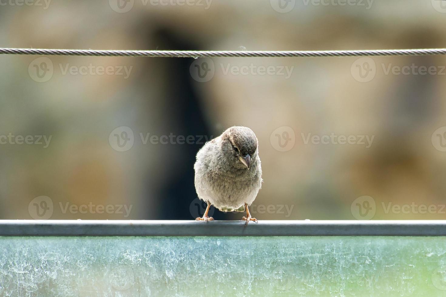 pardal marrom sentado em uma corda de fio. pequeno pássaro canoro com bela plumagem. foto