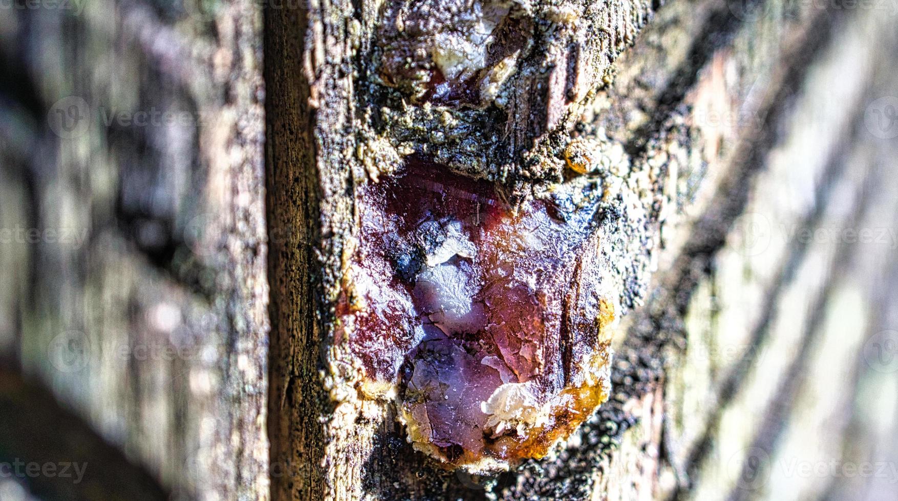 resina de árvore colhida de um pinheiro. sulcos foram esculpidos na casca foto
