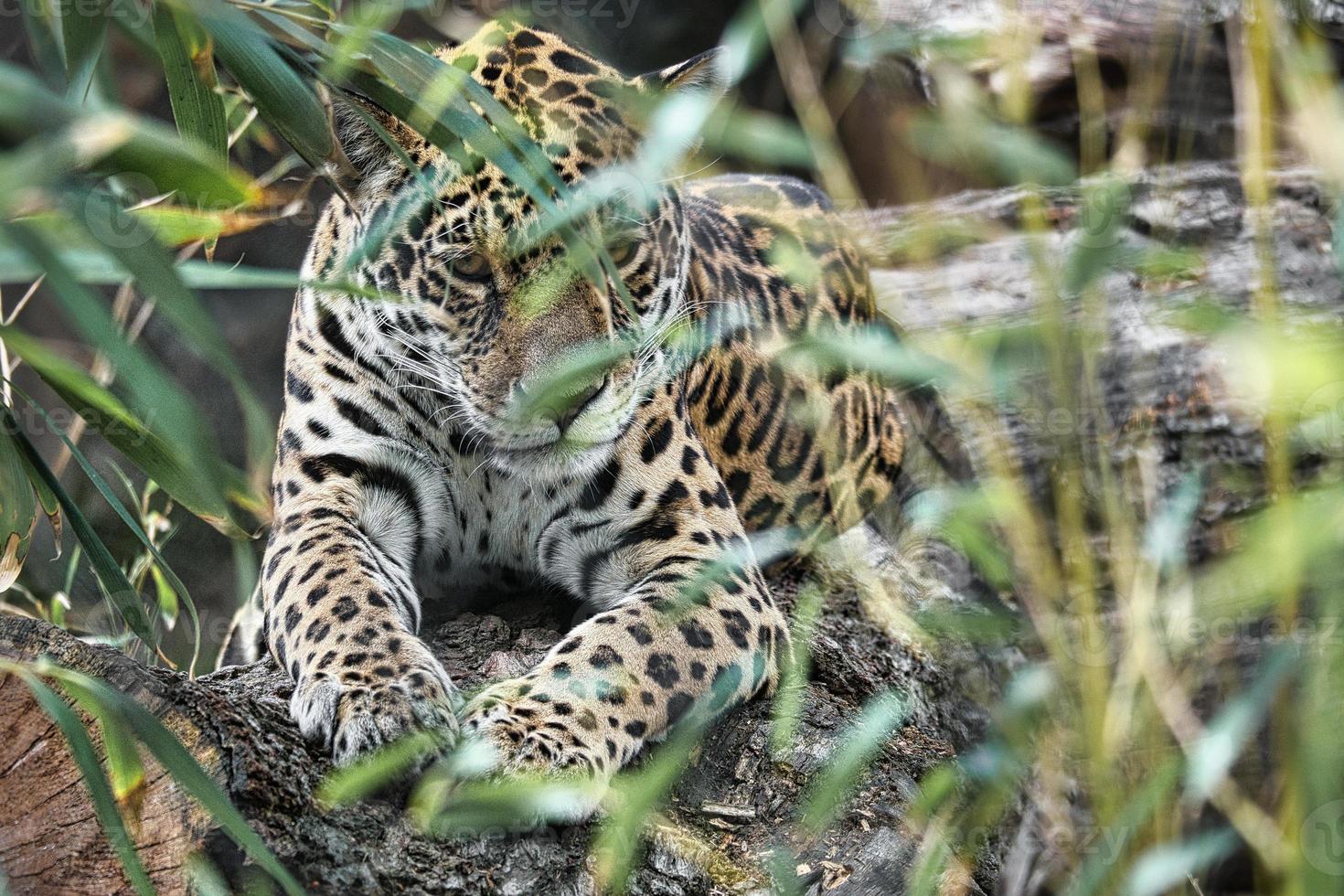 jaguar deitado atrás da grama. pêlo manchado, camuflado à espreita. o grande felino é um predador. foto