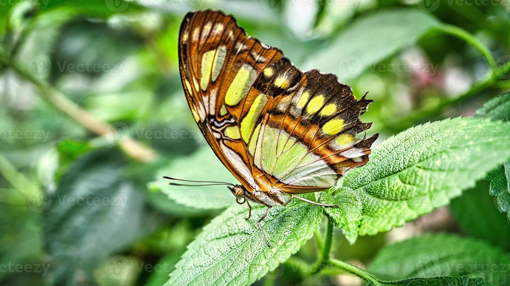 borboleta colorida em uma folha, flor. elegante e delicado. padrão detalhado de asas foto