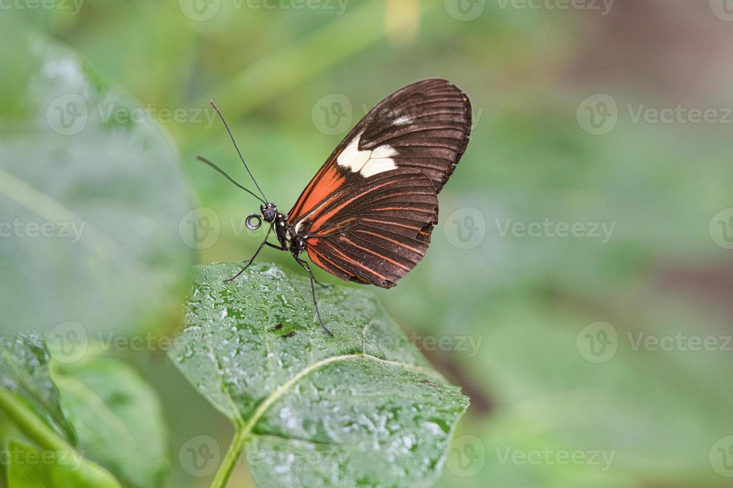 borboleta exótica em uma folha. borboleta delicada e colorida. foto