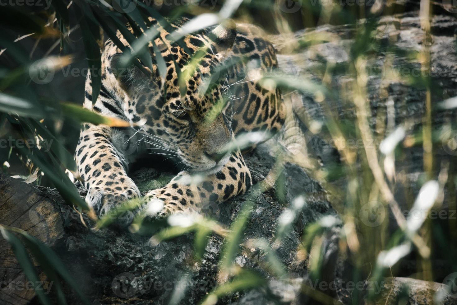 jaguar deitado atrás da grama. pêlo manchado, camuflado à espreita. o grande felino é um predador. foto