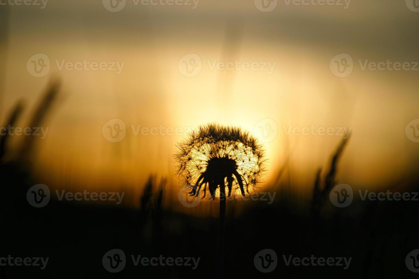 dente de leão por do sol com belo bokeh. à noite tiro da natureza foto