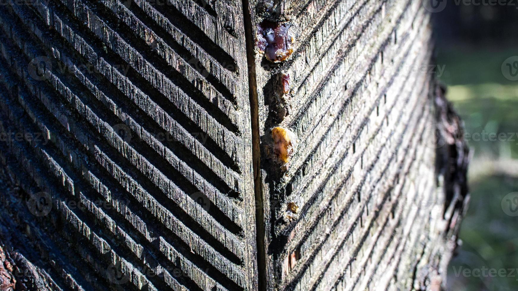 resina de árvore colhida de um pinheiro. sulcos foram esculpidos na casca foto