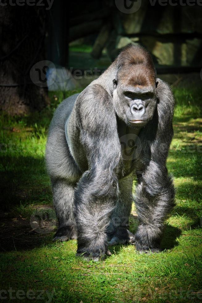 gorila, costas de prata. o macaco grande herbívoro é impressionante e forte. foto