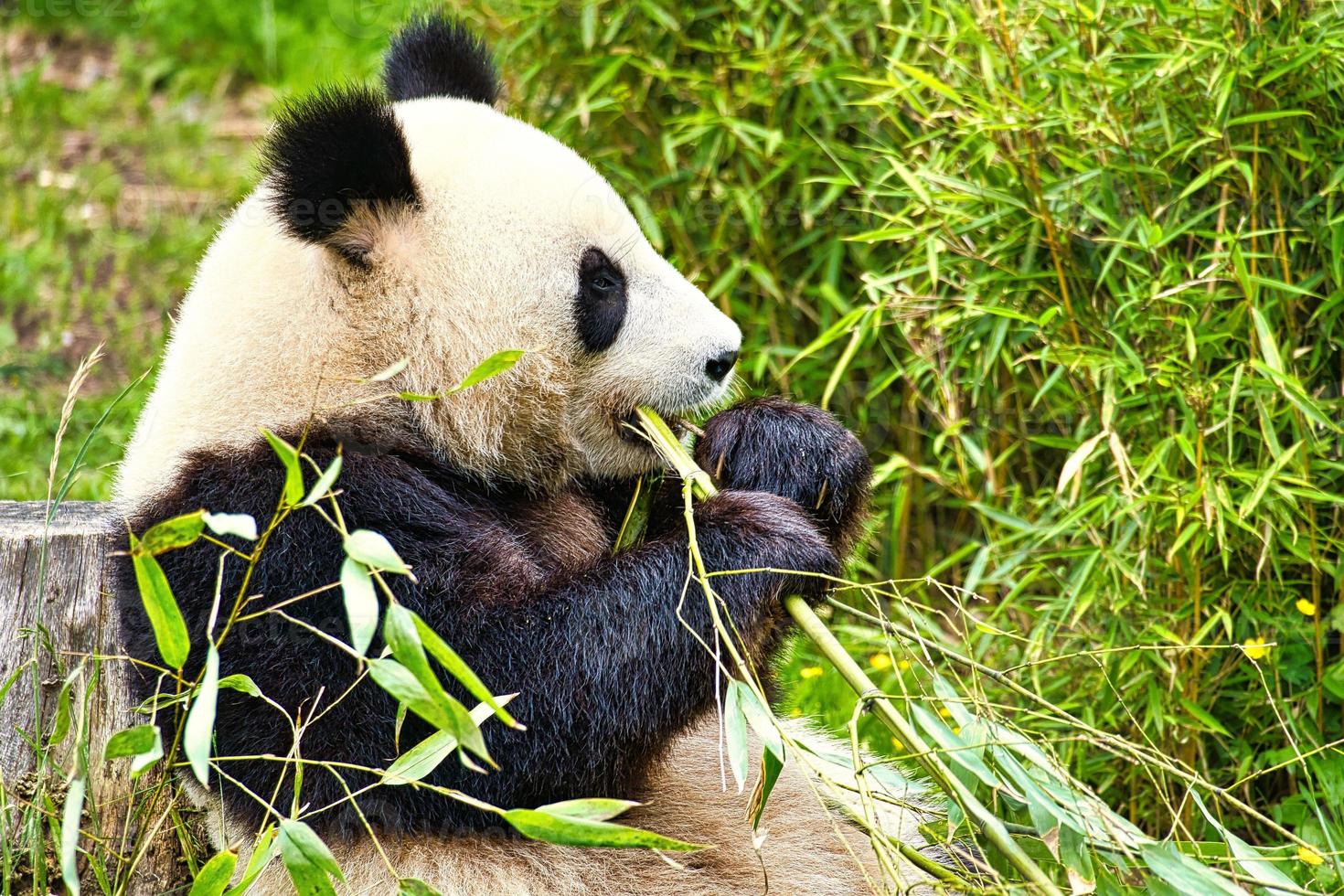 grande panda sentado comendo bambu. espécies em perigo. mamífero preto e branco foto