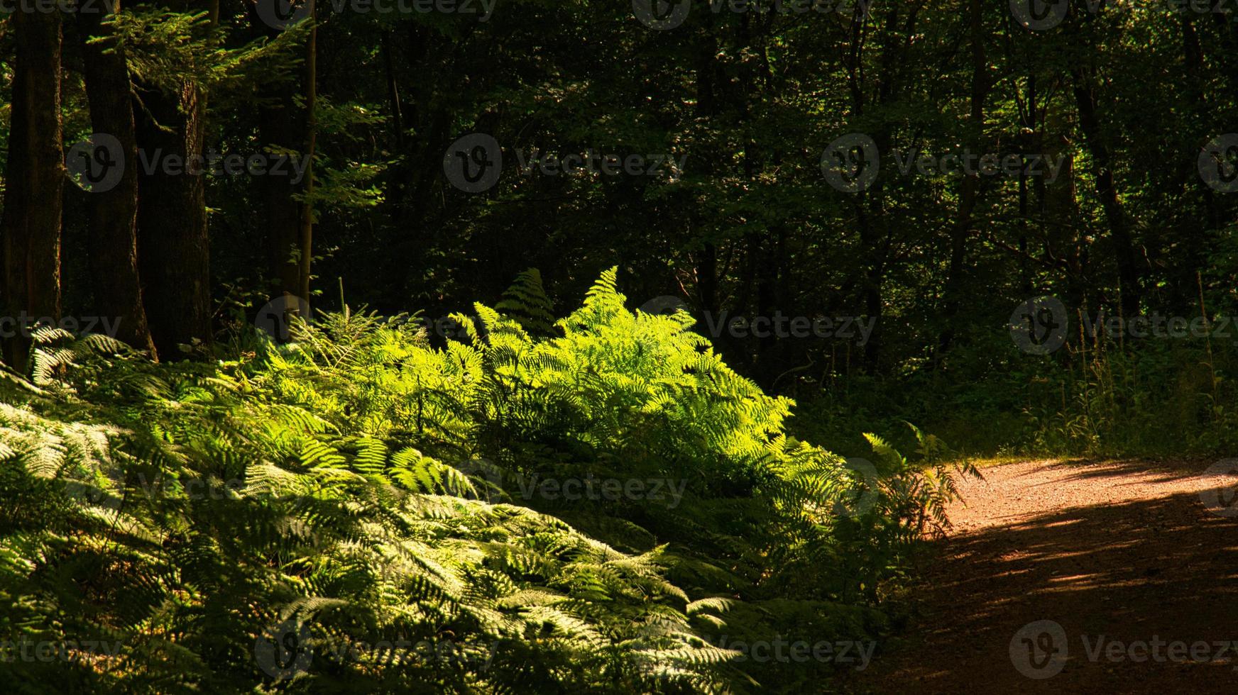 caminho da floresta em clima de luz ensolarado com samambaia à beira da estrada foto