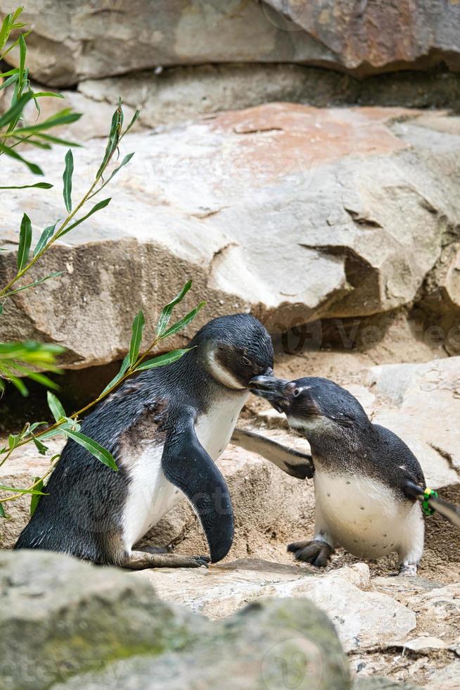 beijando o pinguim. pássaros pretos e brancos como casal em terra. foto de animais de perto.