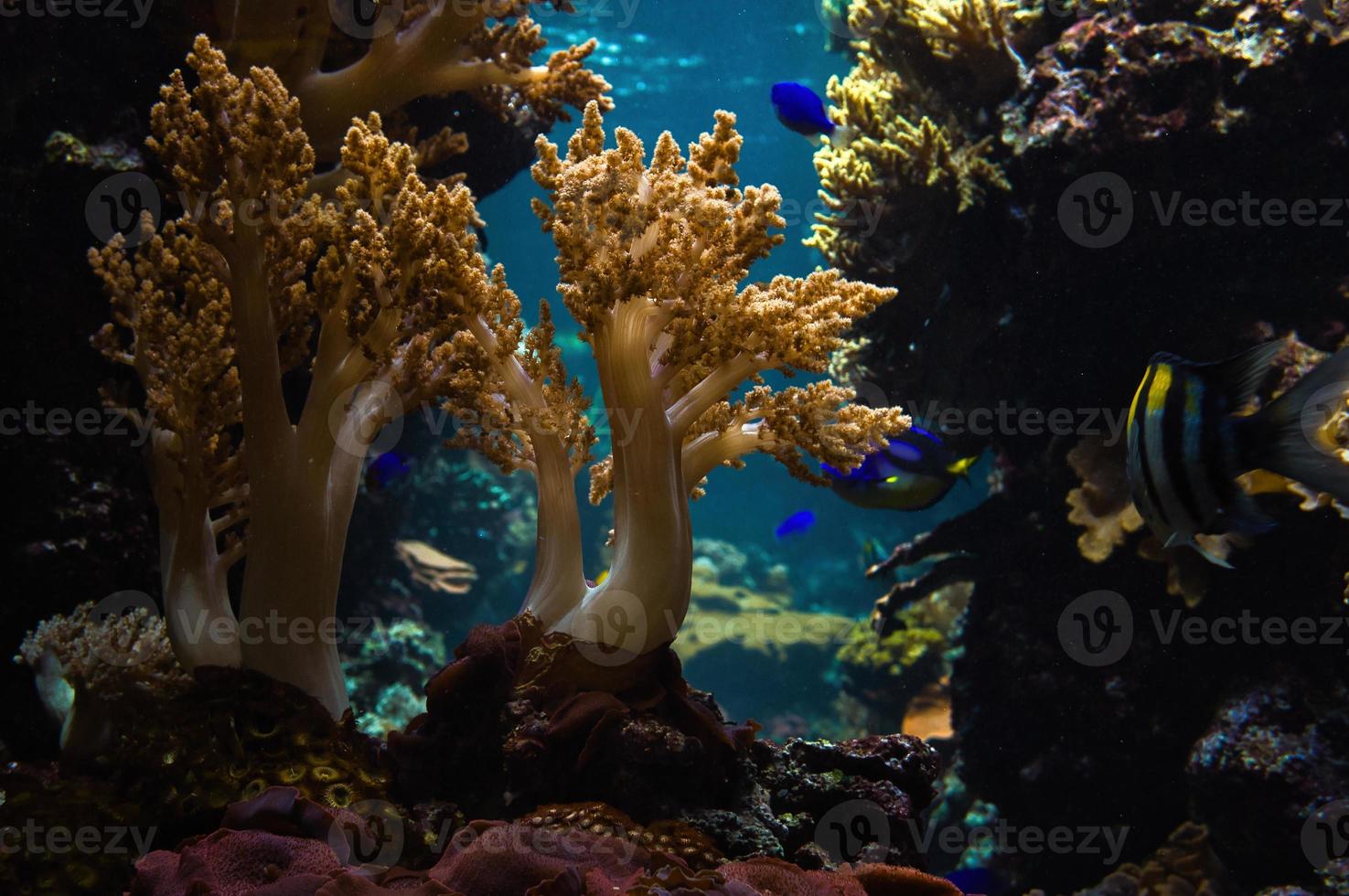 corais e peixes em aquário de água salgada. observação do mundo subaquático. foto