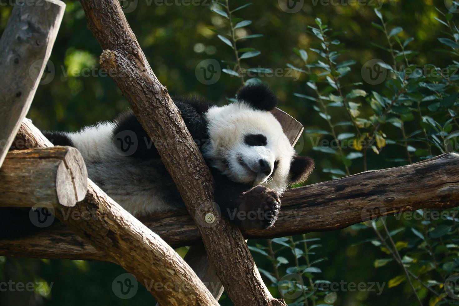 panda gigante deitado em troncos de árvores no alto. mamífero ameaçado da China. natureza foto