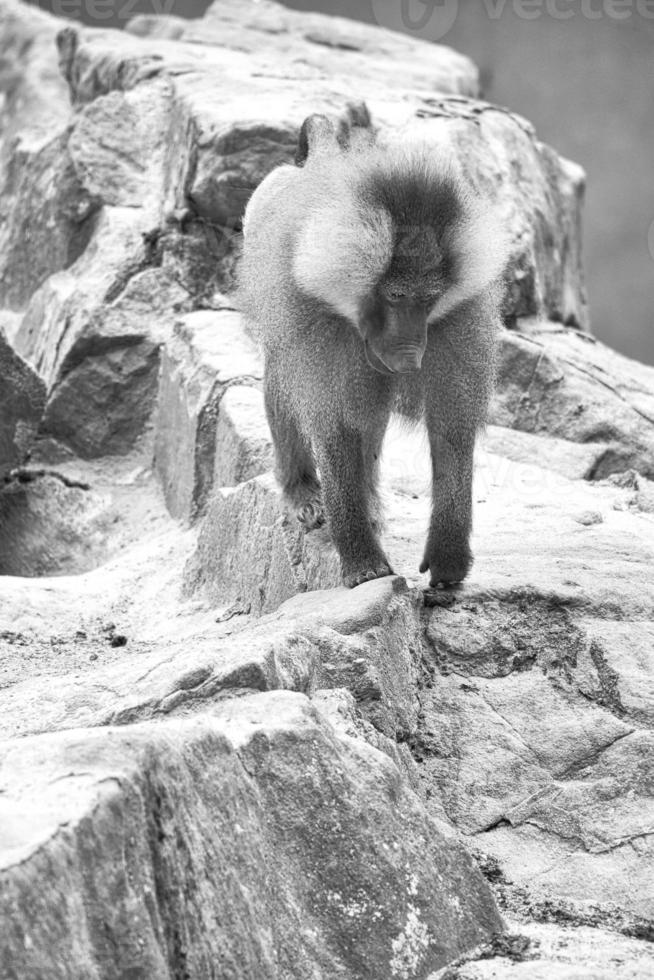 babuíno em preto e branco em uma rocha. macacos relaxados que vivem na associação familiar foto