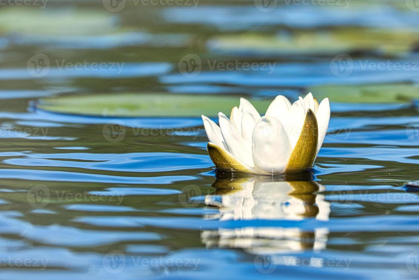 nenúfar branco em um lago sueco foto