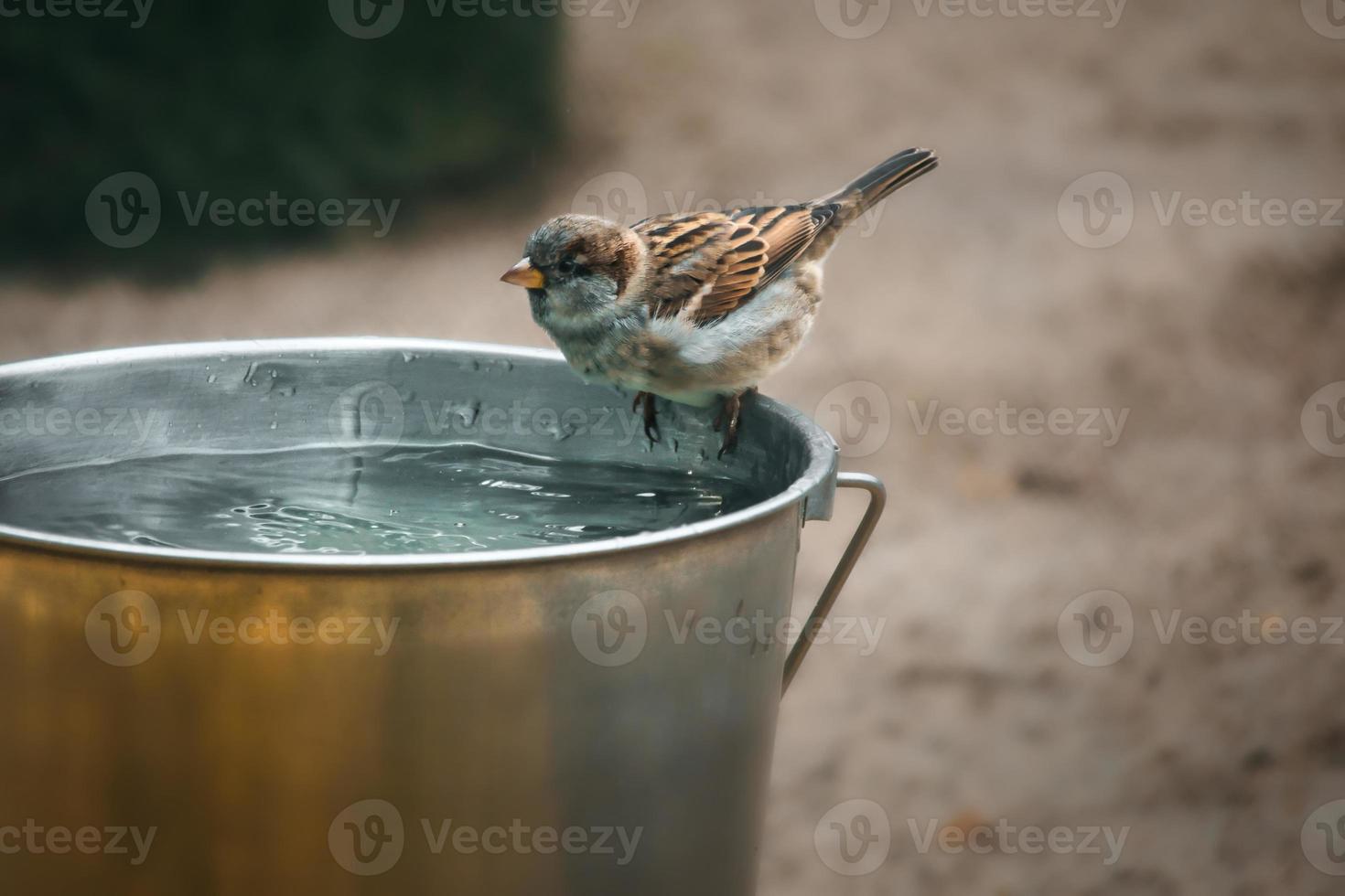 pardal tomando banho em um balde de água. espécies em perigo. lindo passarinho. animal foto