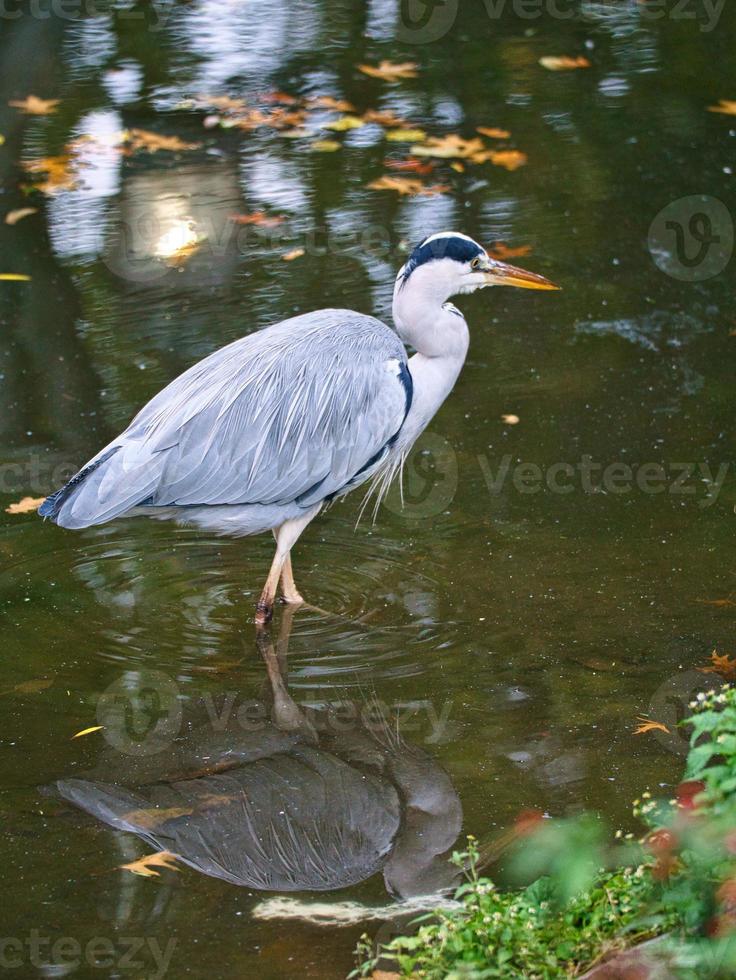 garça cinzenta na água, à espreita de presas. caçador elegante. foto animal de um pássaro