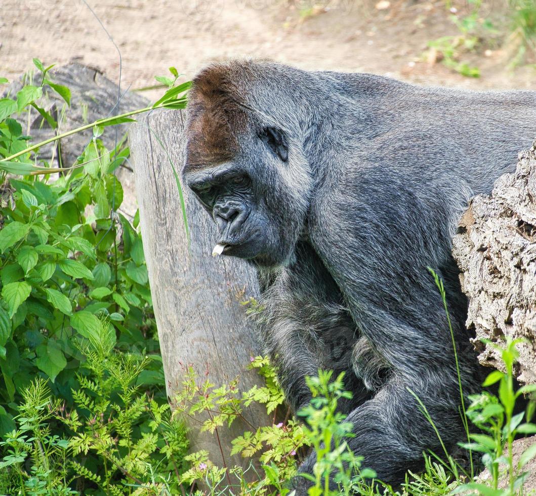 gorila, costas de prata. o macaco grande herbívoro é impressionante e forte. foto