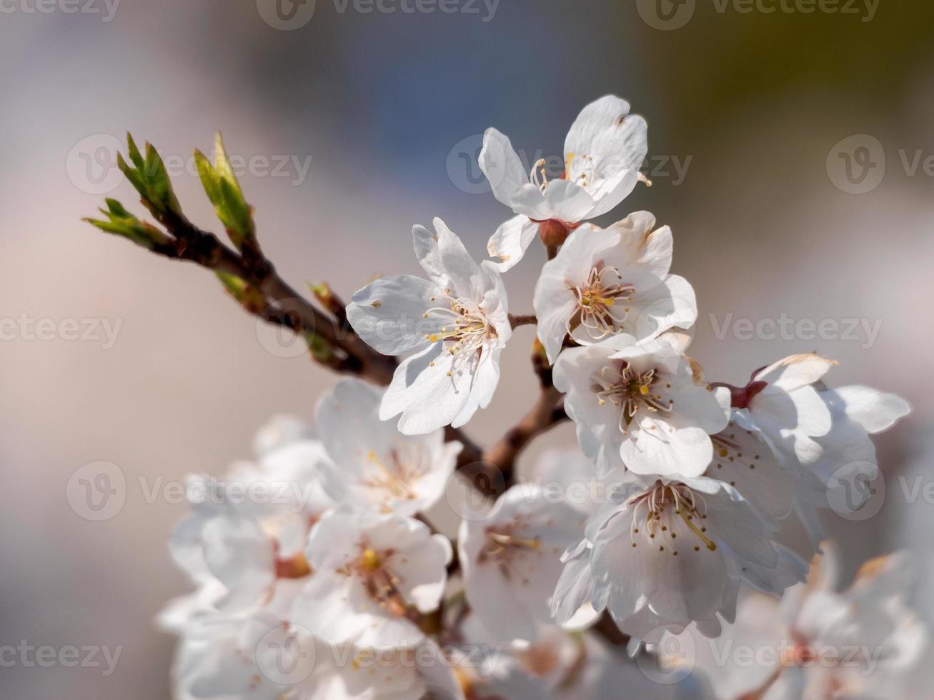 flores de cerejeira brancas em um galho foto