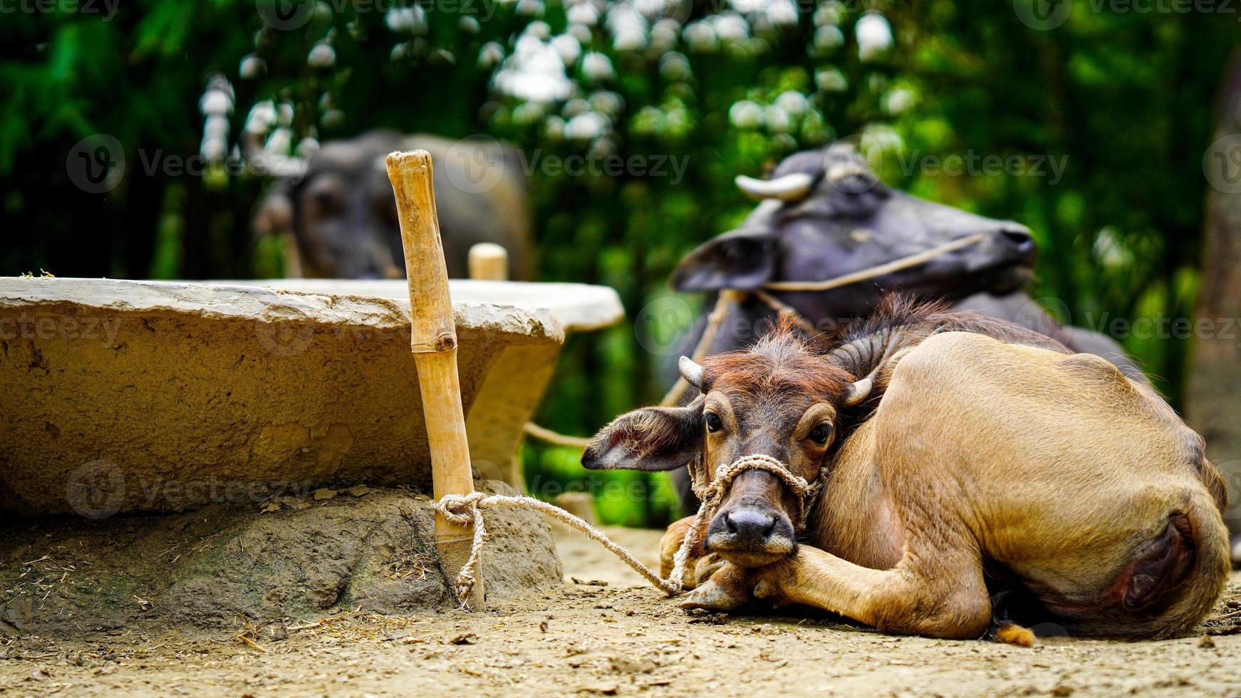 imagem de criança de búfalo rural hd foto