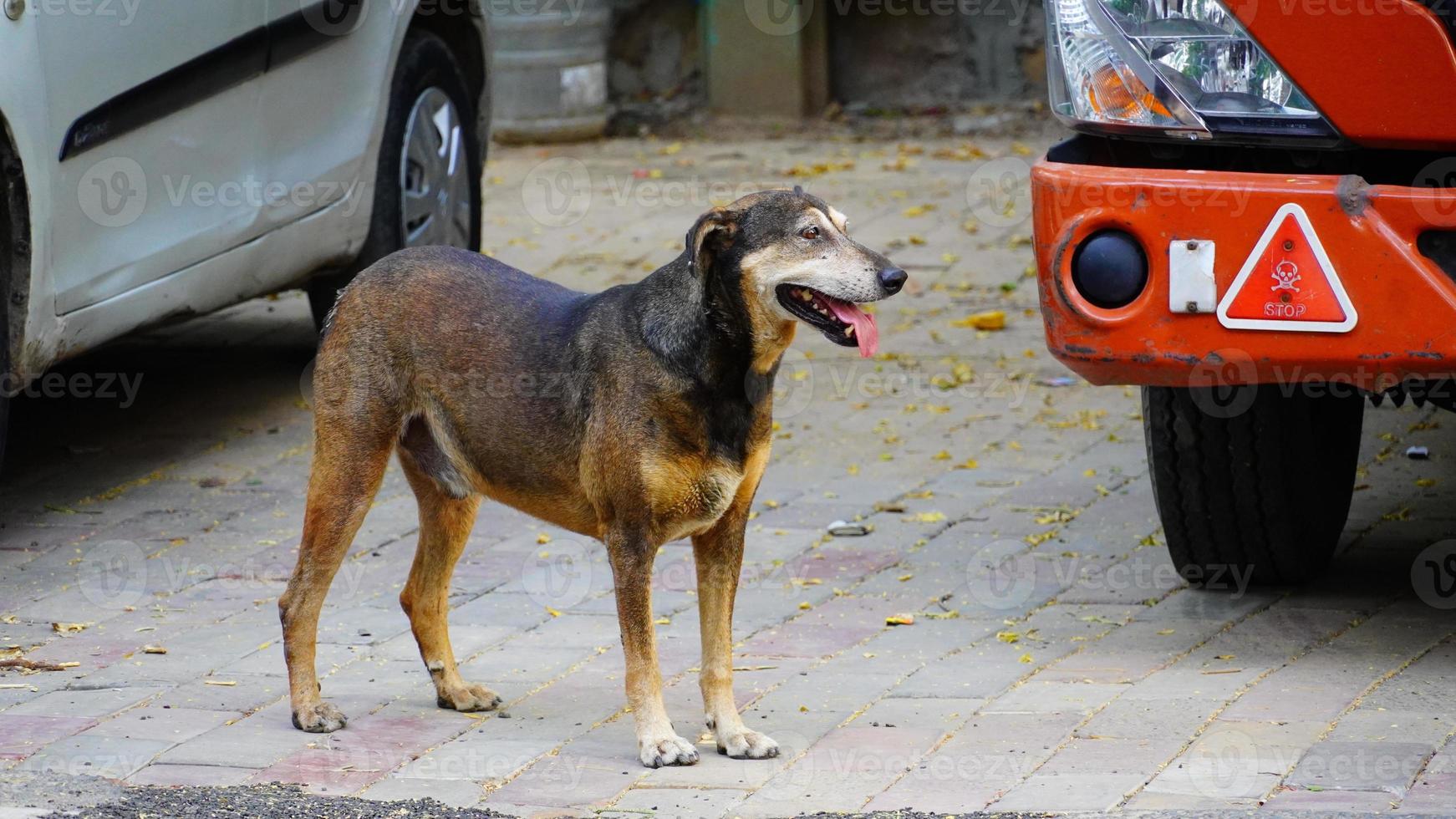 imagem de cachorro sozinho na rua índia foto