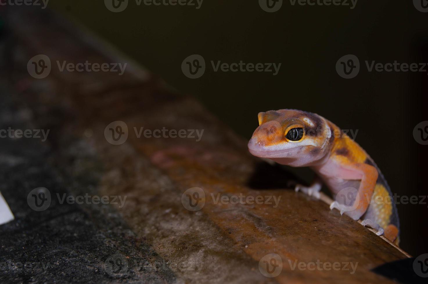 close-up de lagartixa-leopardo lagartixa. leopard gecko é um tipo de gecko encontrado no Paquistão, Índia e Irã foto