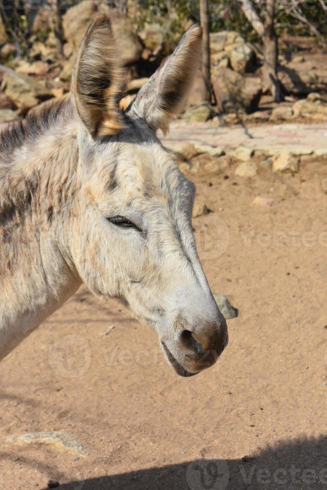 lindo burro de cara doce com orelhas fofas foto