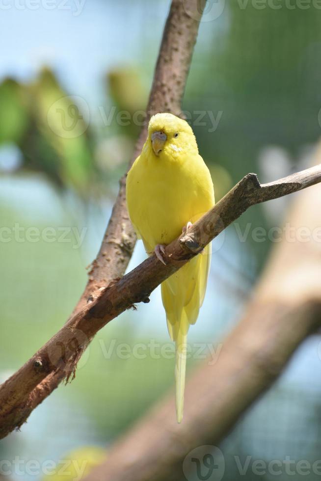 vista panorâmica de um periquito amarelo adorável foto