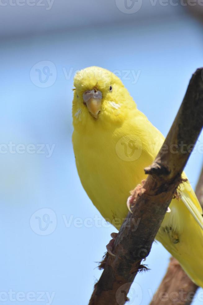 lindo passarinho amarelo periquito na natureza foto