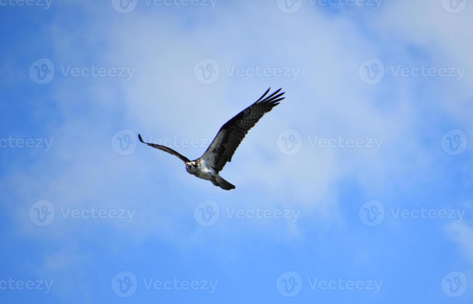 asas emplumadas em uma águia-pescadora esticada em voo foto