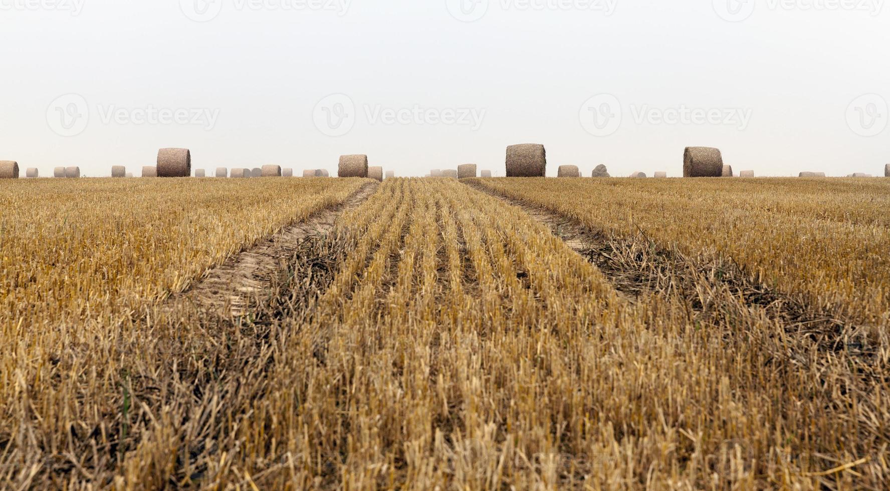 pilhas de palha após a colheita foto