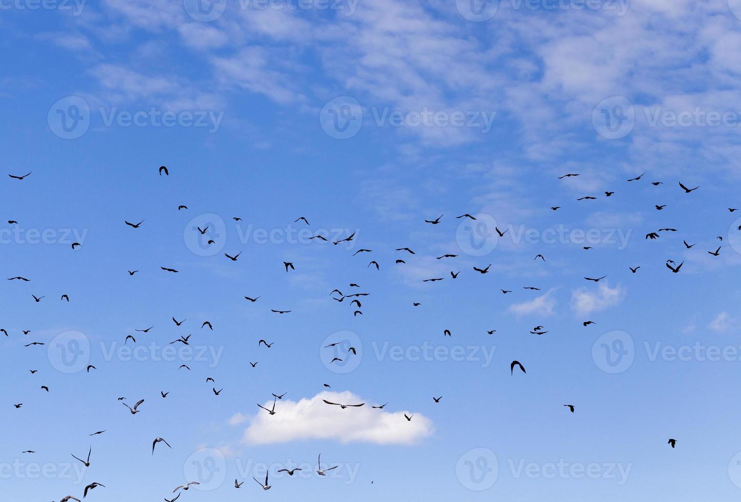 pássaros céu e pássaros foto