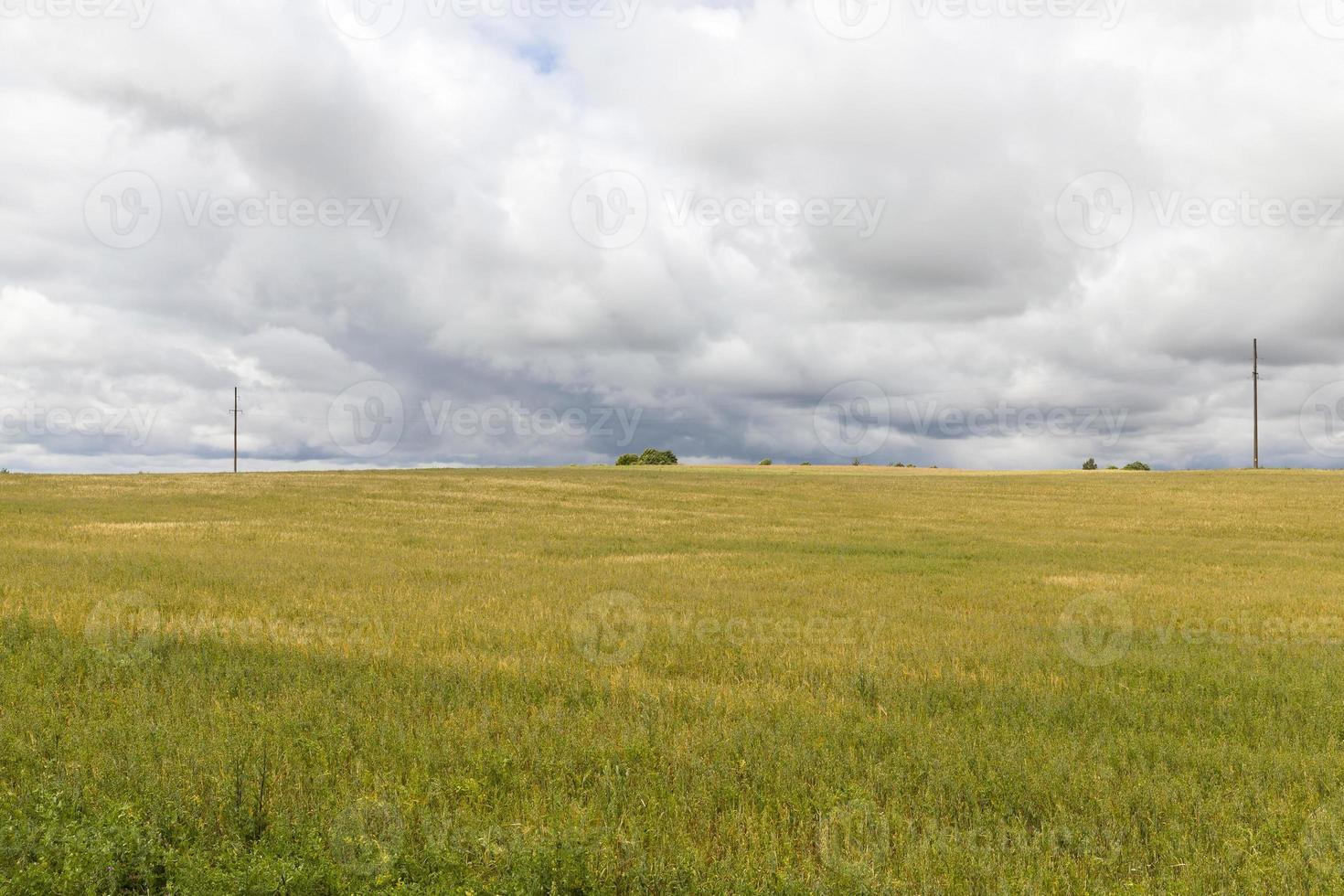 campo de trigo e pólos foto