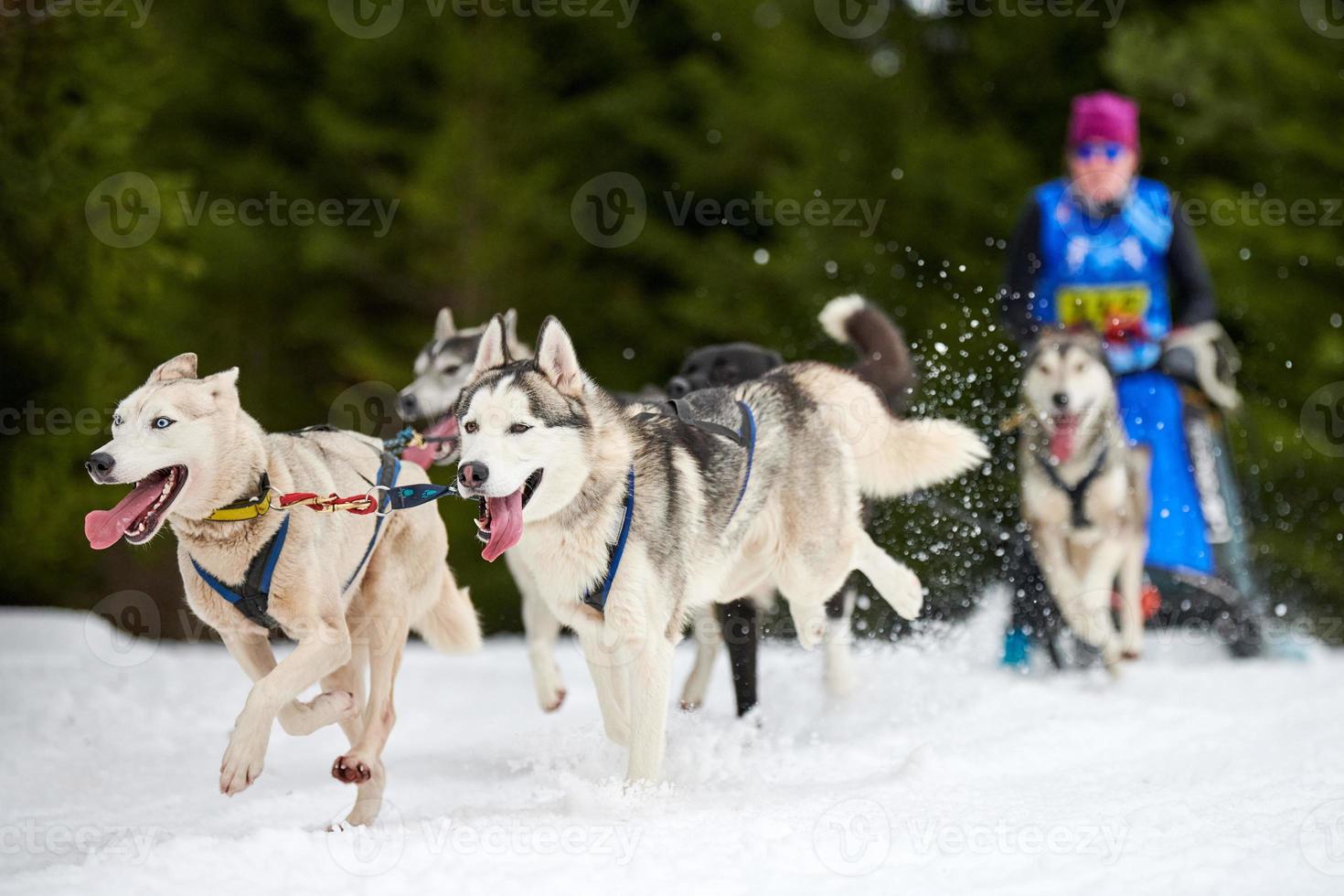 corrida de cães de trenó husky foto