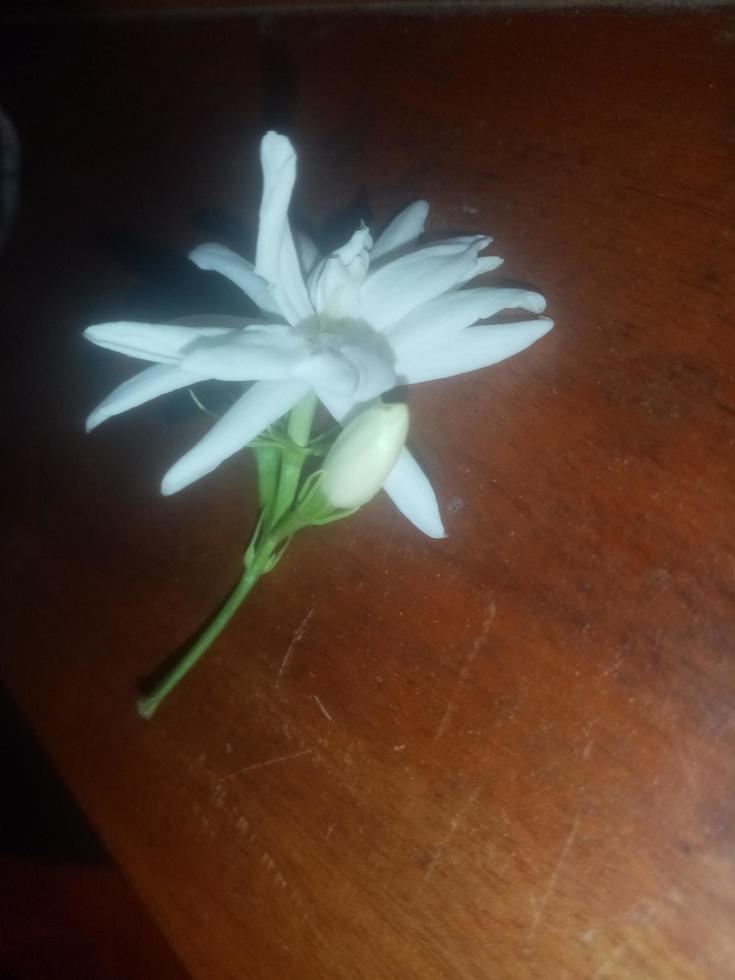 jasmim árabe, flor branca, papel de parede, linda flor, beleza natureza foto