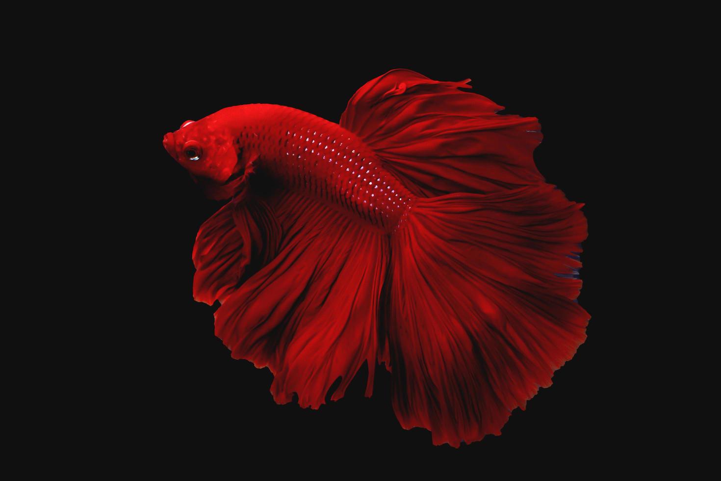 lindo peixe betta de cauda de meia lua super vermelho ou momento em movimento de peixe-lutador isolado em fundo preto foto